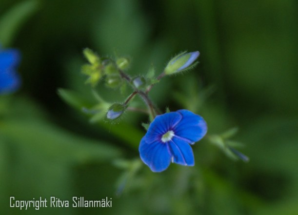 SONY DSC
