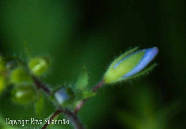 SONY DSC