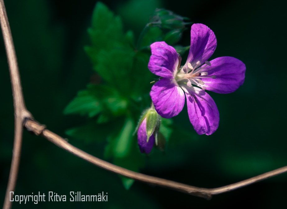 Flowers from the nature –&nbsp;lilac