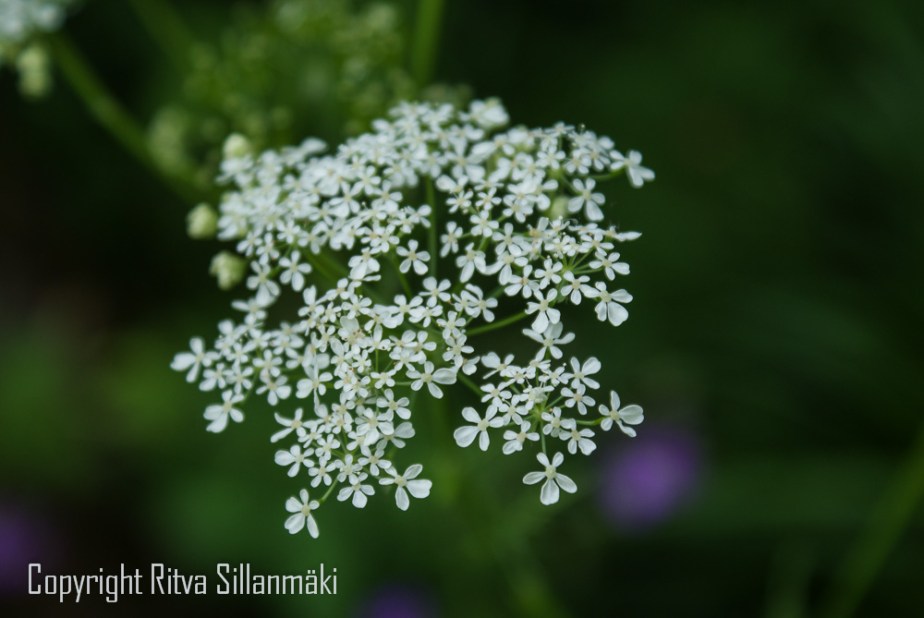 Captures from my&nbsp;garden