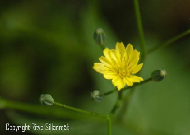 SONY DSC