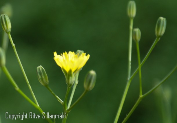 SONY DSC