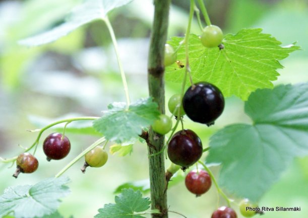 Black currant