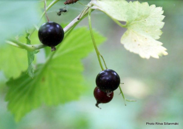 Black currant
