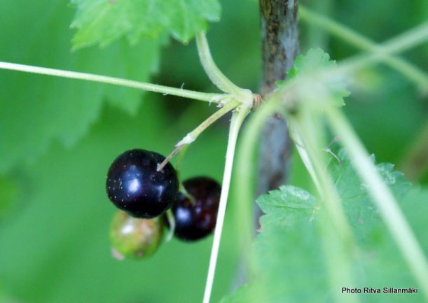 Black currant