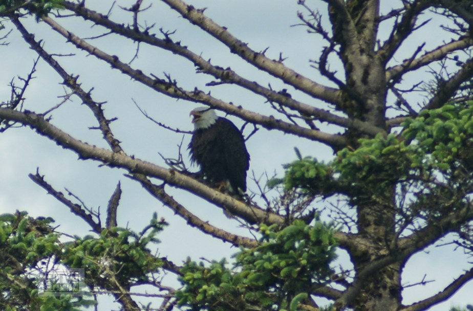 bald eagle-8