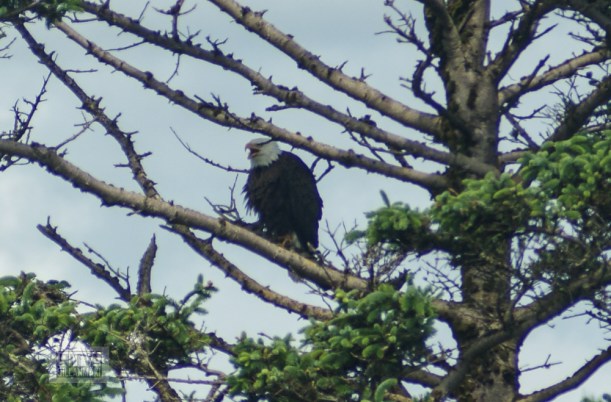 bald eagle-8