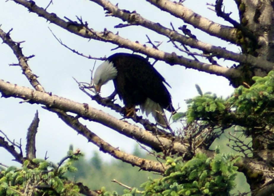 bald eagle