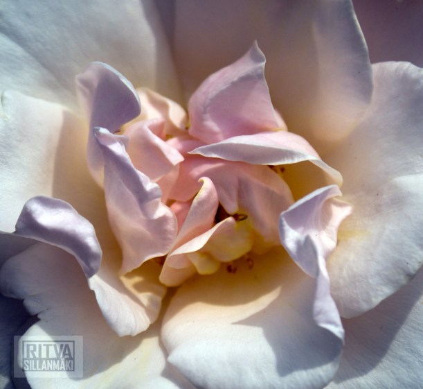 1-Cancouver, Stanley park-311