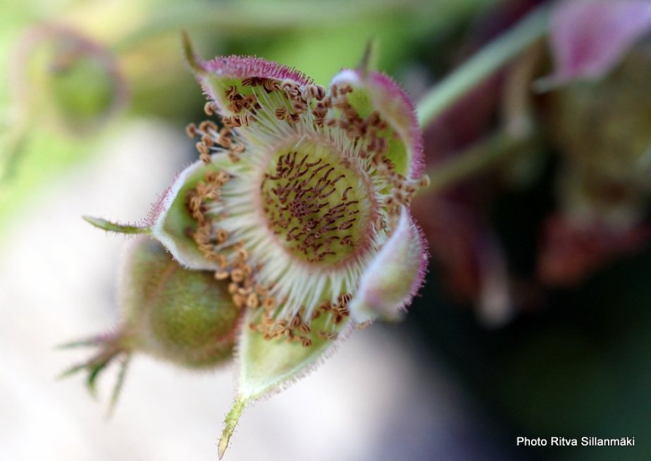 weekend flowers #&nbsp;113