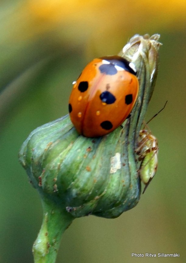 ladybug