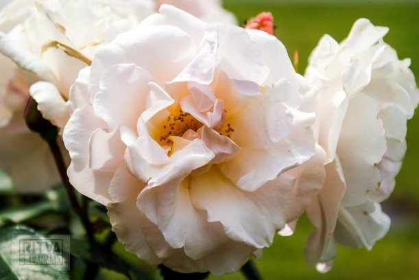 2-Cancouver, Stanley park-310