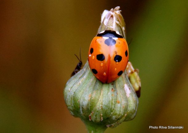 ladybug