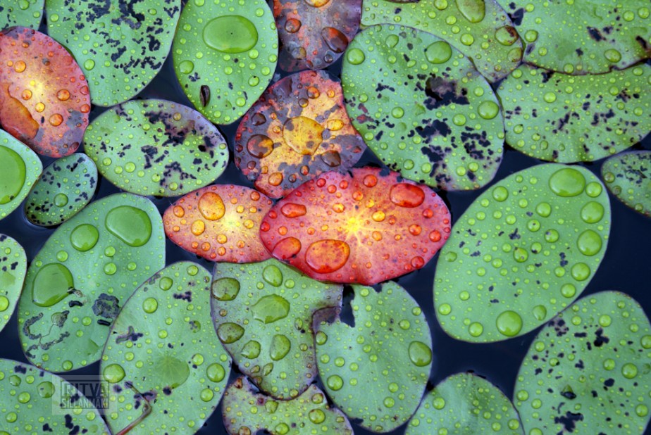 3-a bond in Oregon-26