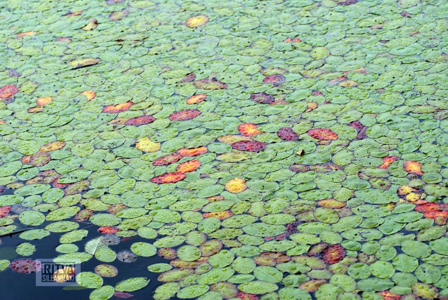 4-a bond in Oregon-7