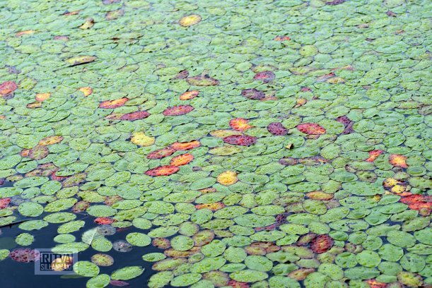 4-a bond in Oregon-7