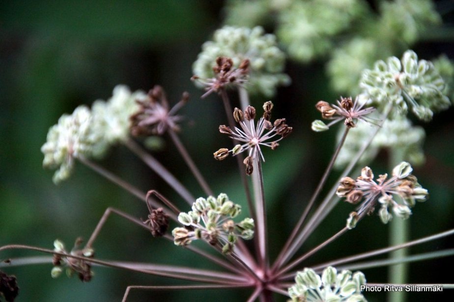 4-flowers and stuff 058-001