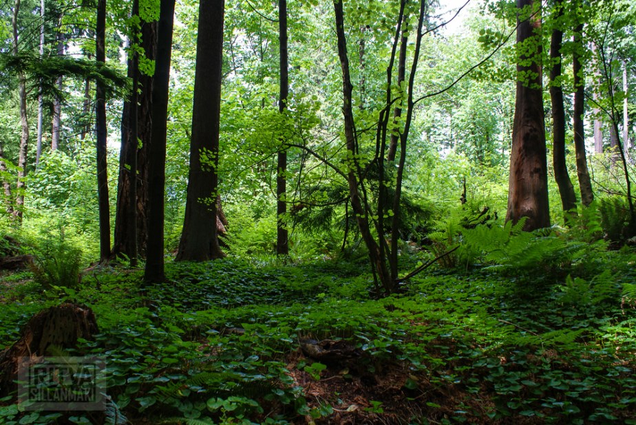 Vancouver, Stanley park-208