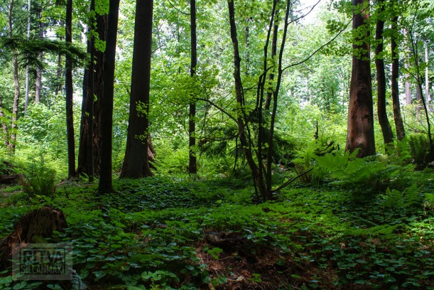 Vancouver, Stanley park-208