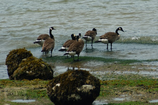 Vancouver, Stanley park-262