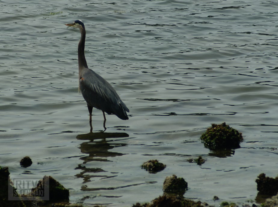 Vancouver, Stanley park-279
