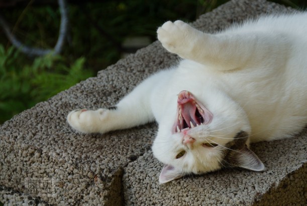 Ruuhijarvi Elokuu 2013-122-2