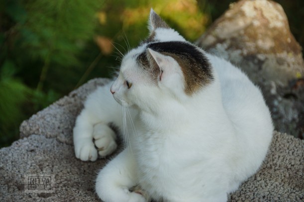 Ruuhijarvi Elokuu 2013-123-2