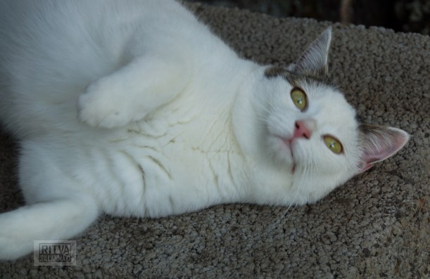 Ruuhijarvi Elokuu 2013-124-2