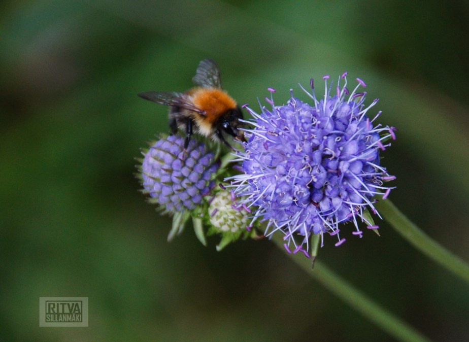 Ruuhijarvi Elokuu 2013-24-2