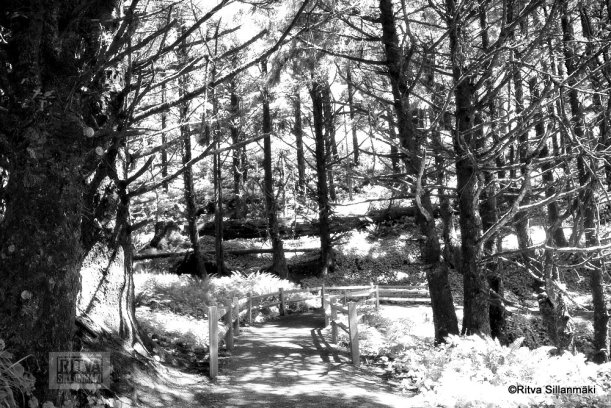 10-Oregon coastline - one lighthouse and an other-134