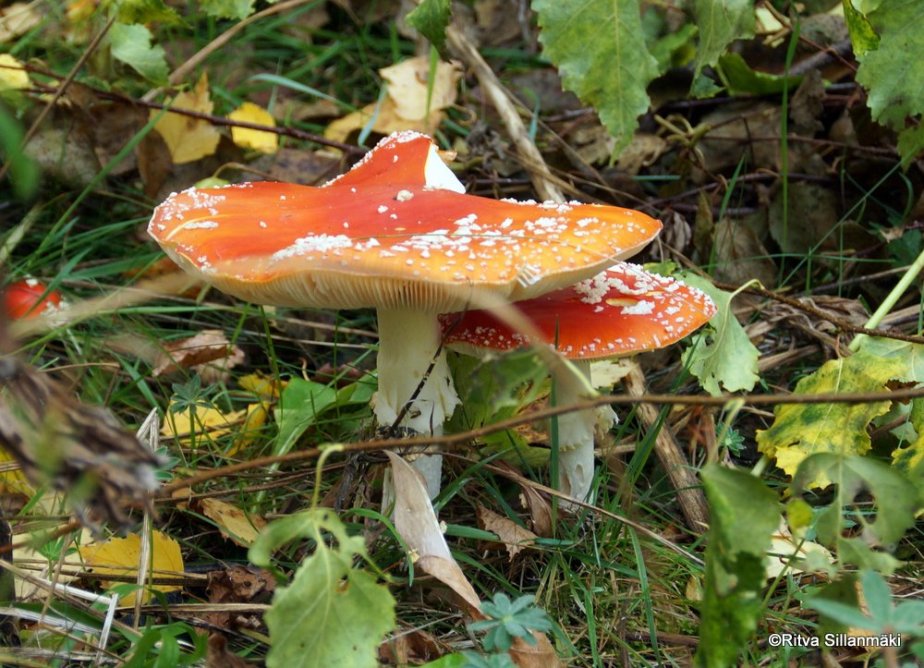 the wonderful colors of&nbsp;autumn