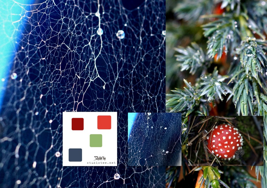 paprika värikollaasi