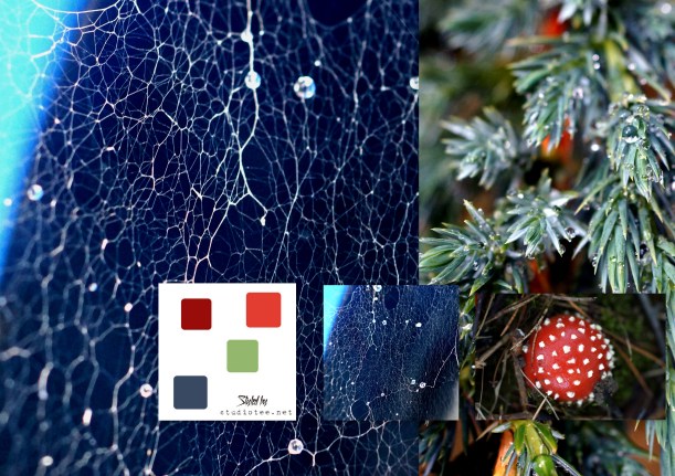 paprika värikollaasi