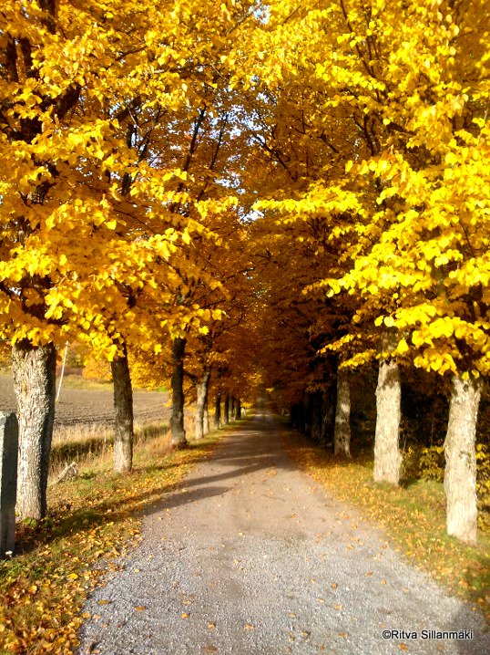 Sunday Stills, the next challenge: Trees/ Fall&nbsp;Colours?