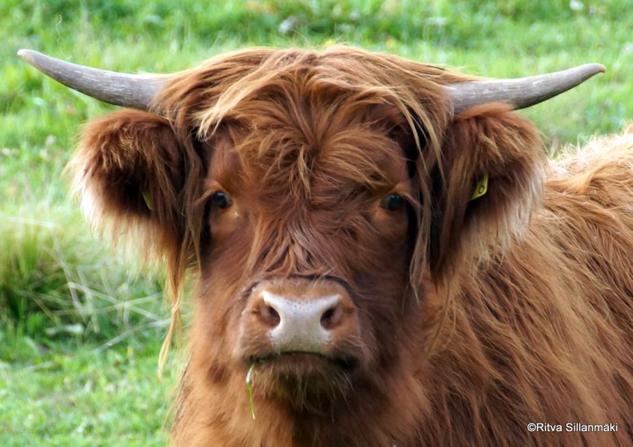 A WORD A WEEK CHALLENGE –&nbsp;FUR