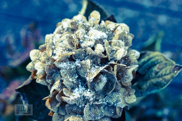 Frost bite  Splittones 2013-4