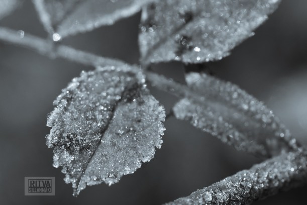 Frost bite  Splittones 2013-5