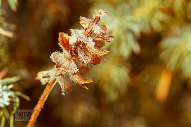 Frost bite  Splittones 2013-6