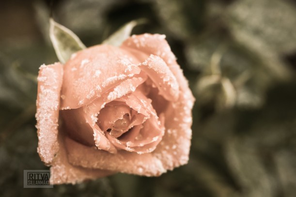 Frost bite  Splittones 2013