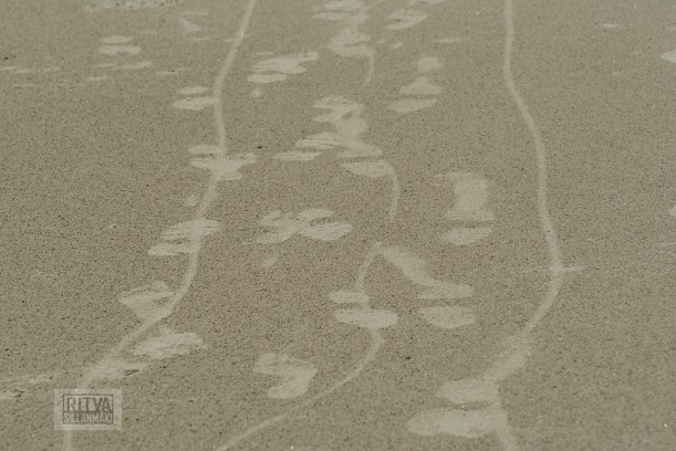 Oregon coastline - beaches-103