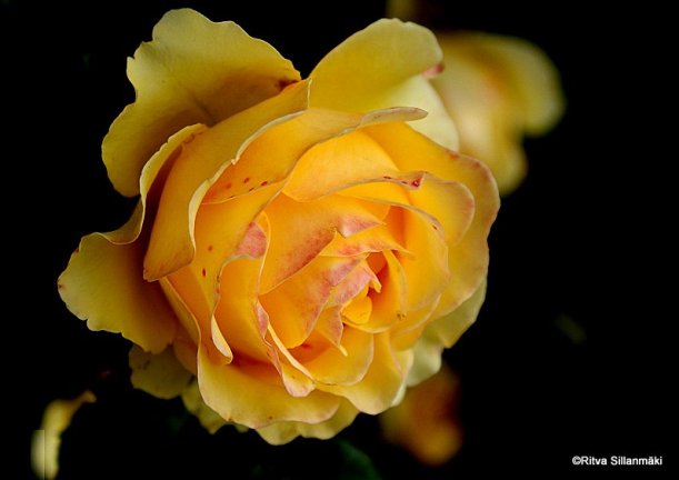 yellow rose (2)