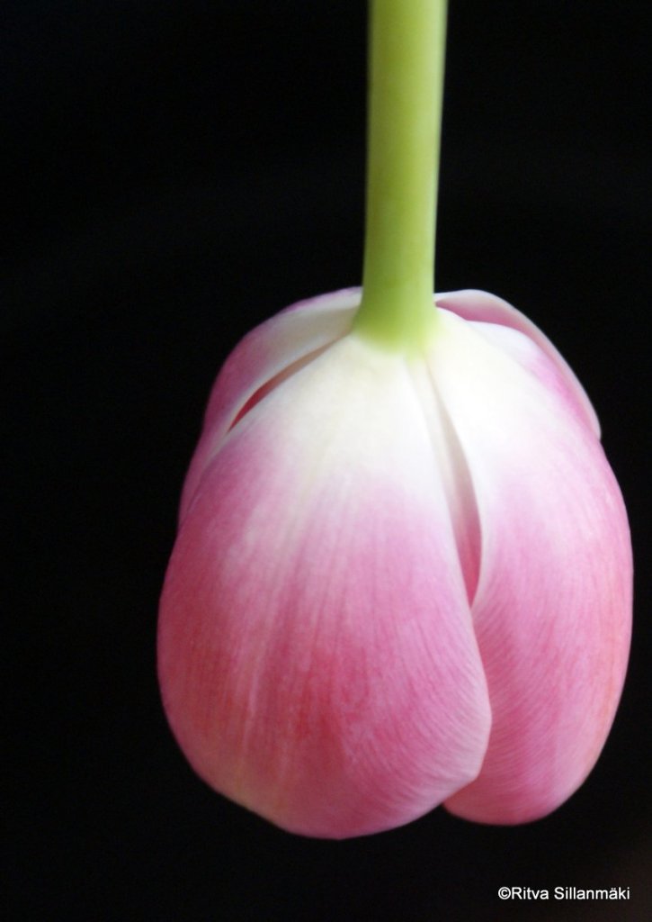 Tulip