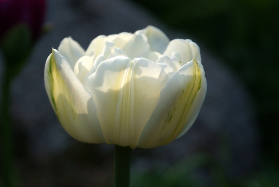 white tulip