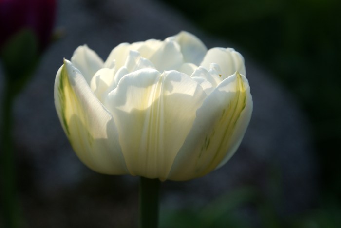 white tulip