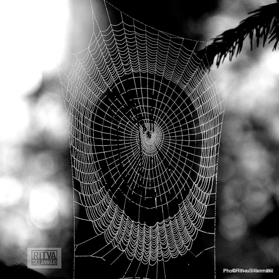 spider web