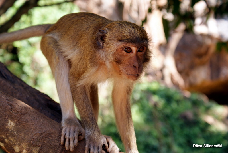 Wild Weekly Photo Challenge # 5 – Wildlife /&nbsp;Monkeys