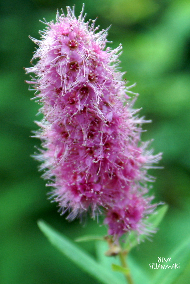 KONICA MINOLTA DIGITAL CAMERA