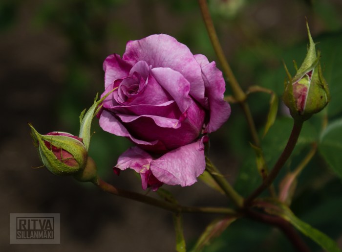 Cancouver, Stanley park-303