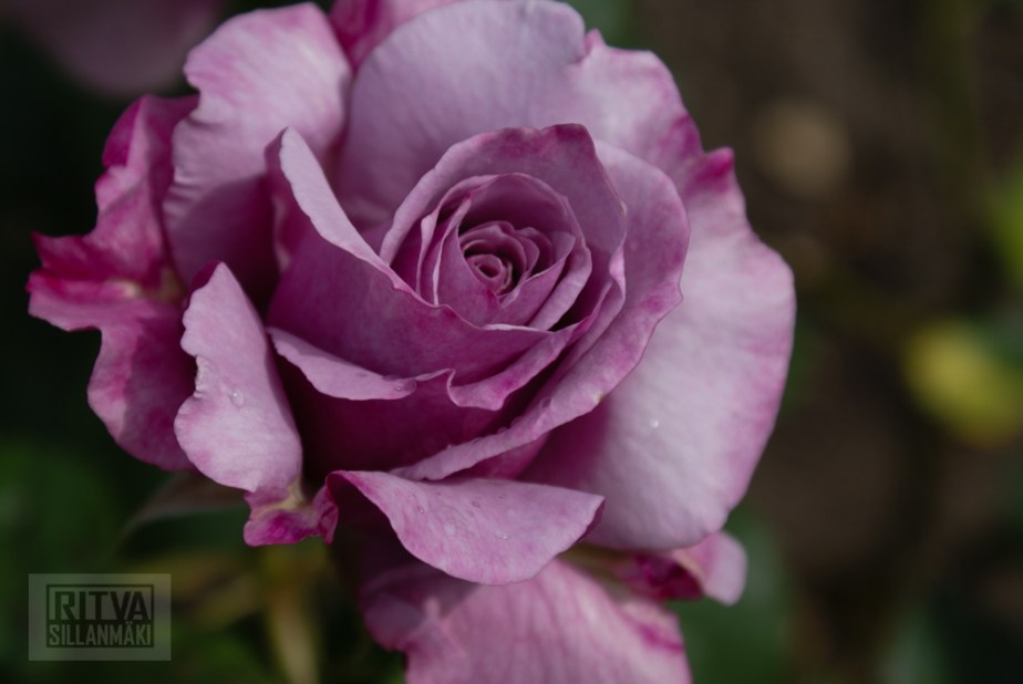 Cancouver, Stanley park-307