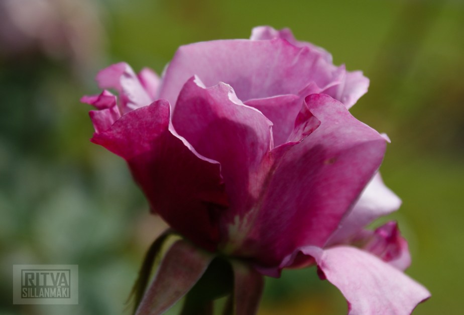 Cancouver, Stanley park-308